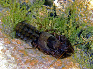 Freshwater Crayfish