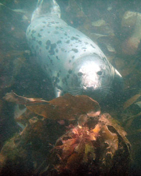 Atlantic Grey Seal, Lundy Island