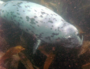 Atlantic Grey Seal, Lundy Island
