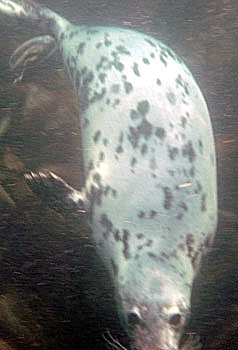 Atlantic Grey Seal, Lundy Island