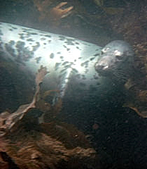 Atlantic Grey Seal, Lundy Island