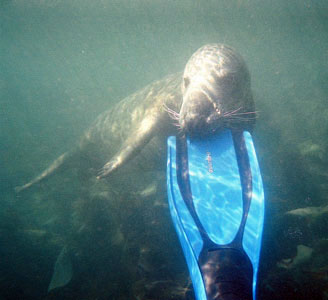 Atlantic Grey Seal, Lundy Island