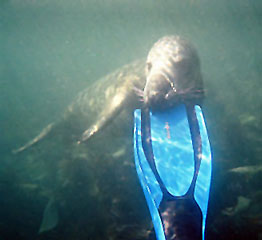 Lundy Island 2010