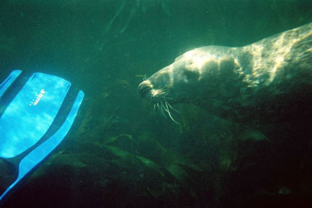 Atlantic Grey Seal, Lundy Island