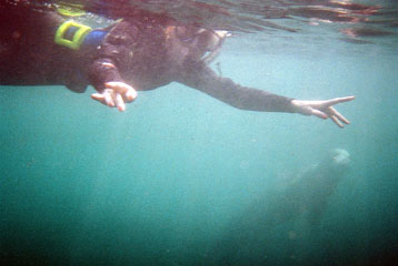 Atlantic Grey Seal, Lundy Island