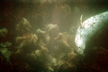 Atlantic Grey Seal, Lundy Island