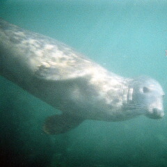 Atlantic Grey Seal, Lundy Island