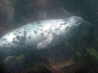 Atlantic Grey Seal, Lundy Island