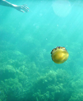 Cothyloriza tuberculata