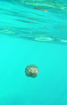 Cothyloriza tuberculata