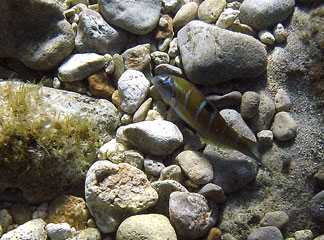 Sea Peacock Wrasse