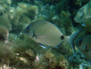 Bream