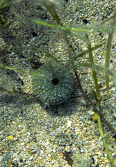 Anenome