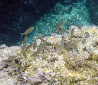 Salema