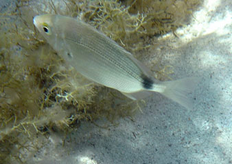 Bream