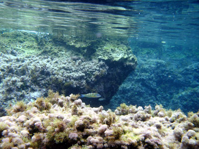 Sea Peacock Wrasse