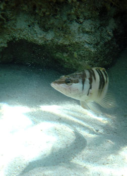 Tiger Comber