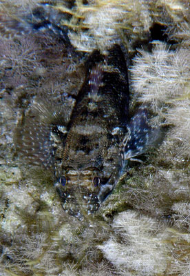 Black Scorpionfish