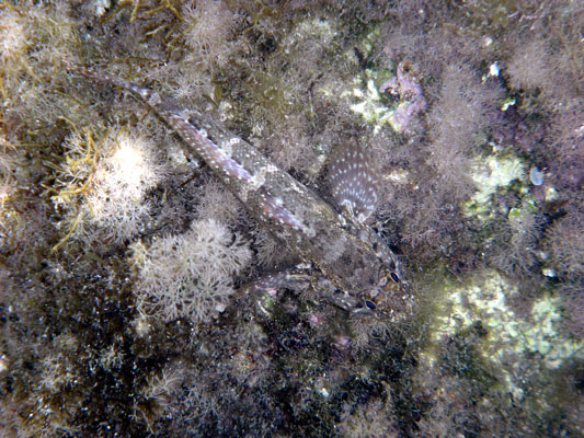 Black Scorpionfish
