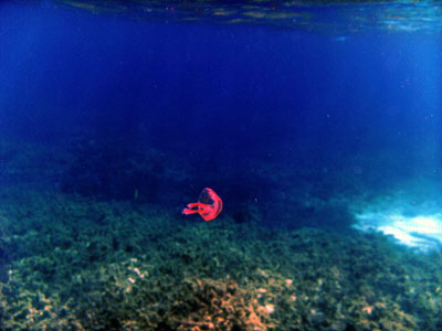 Rhopilema Jellyfish