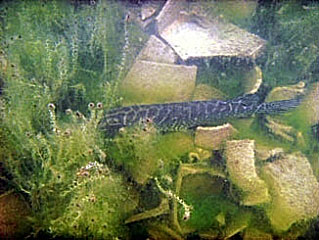 Pike at Wraysbury