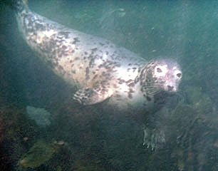 Atlantic Grey Seal, Lundy Island