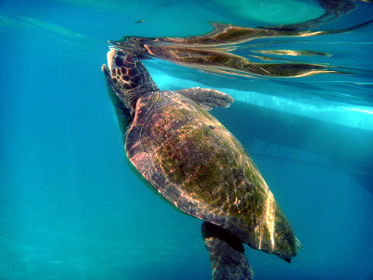 Giant Loggerhead Turtle - Caretta Caretta