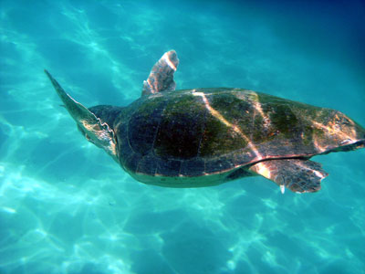 Giant Loggerhead Turtle - Caretta Caretta