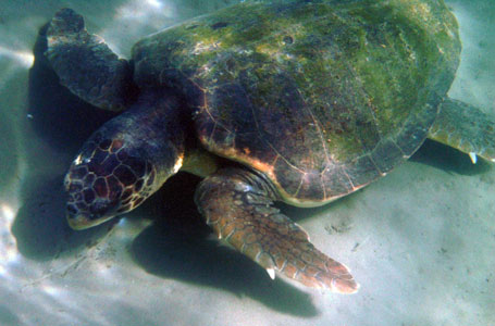 Giant Loggerhead Turtle - Caretta Caretta