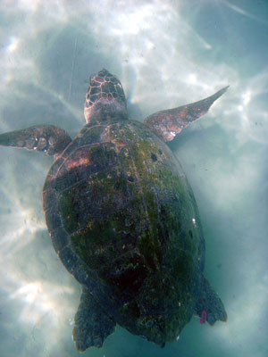 Giant Loggerhead Turtle - Caretta Caretta