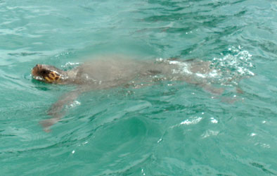 Giant Loggerhead Turtle - Caretta Caretta