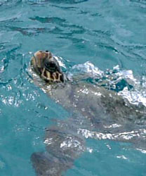 Giant Loggerhead Turtle - Caretta Caretta