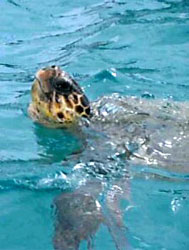 Giant Loggerhead Turtle - Caretta Caretta